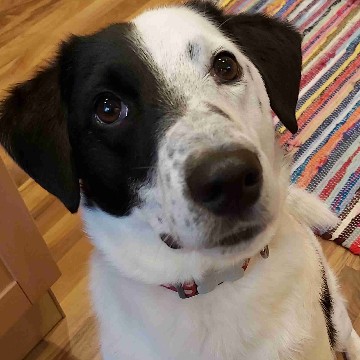 flatterohrchefin's profile