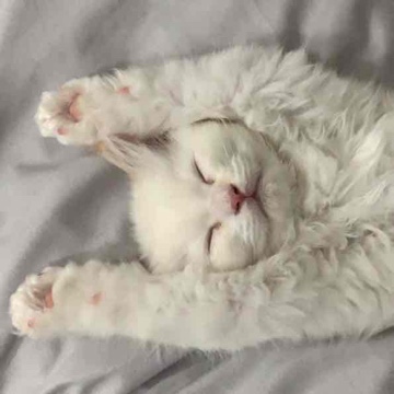 tinkabell's profile
