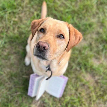 jojosbookis's profile