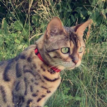 mizukidor's profile