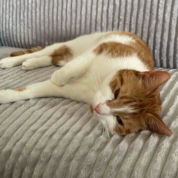 katzenmama99's profile