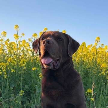 bossi11's profile