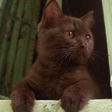 curline's profile