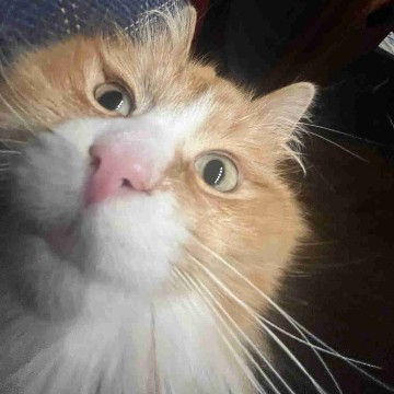 emolas's profile