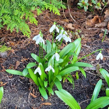 snowdrop's profile