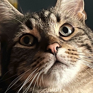 swagskia's profile