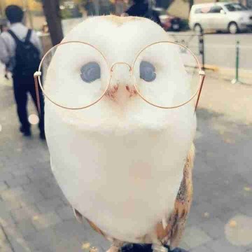 pastel0wl's profile
