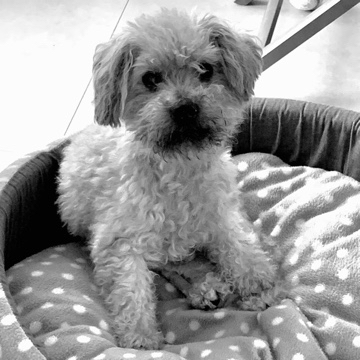 lese_haeschen's profile