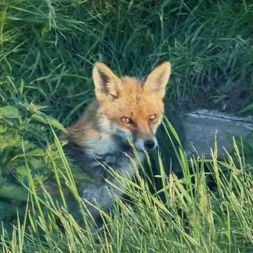 foxhill.reads's profile