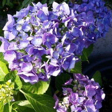 hortensia13's profile
