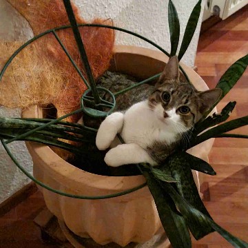 mr.plant's profile