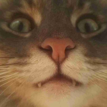 leselotte13's profile