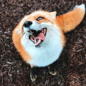 denise_bookfox's profile