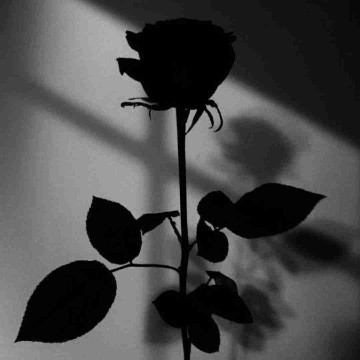 jacqueline_dark's profile