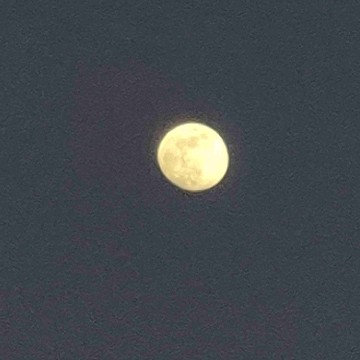 moonlightlibrary's profile