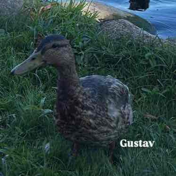 gussi.24's profile