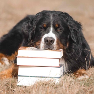 cozyreadingdog's profile