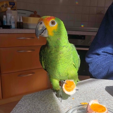 vicoli's profile