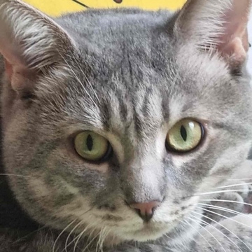 lillyjoleo's profile