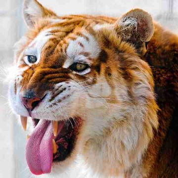 sabsel's profile