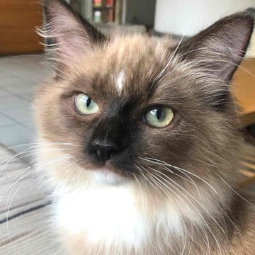 joku's profile