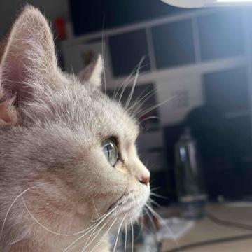 migatooo's profile