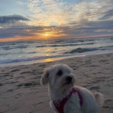 linabookgirl11's profile