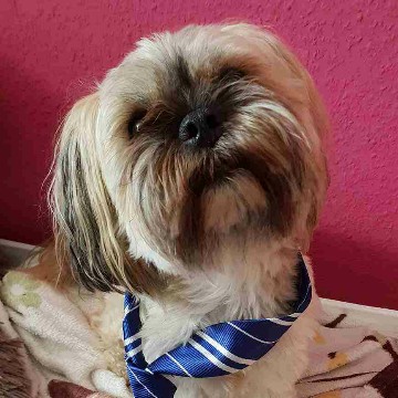 chumpettie's profile