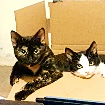 books_and_catlady's profile