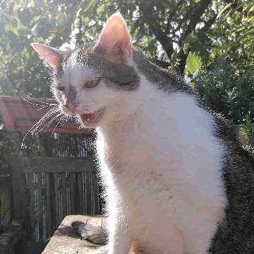 dieschreibendekatze's profile