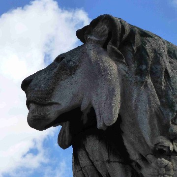 sternegucker's profile