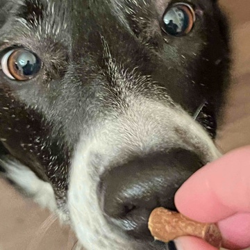 dani_and_dog's profile