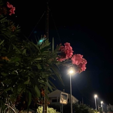 vanesss's profile