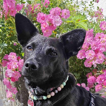 damilein's profile