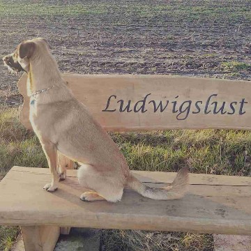 langii's profile