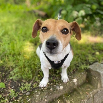 wibs's profile