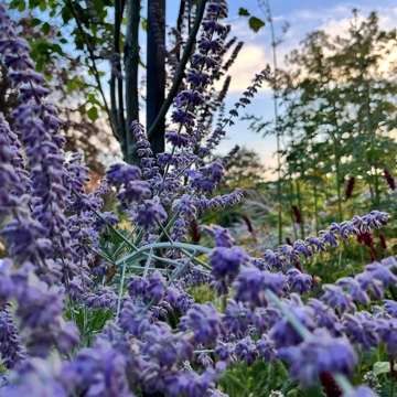lavender_flower's profile