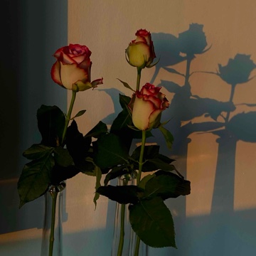 ludovica.3759's profile