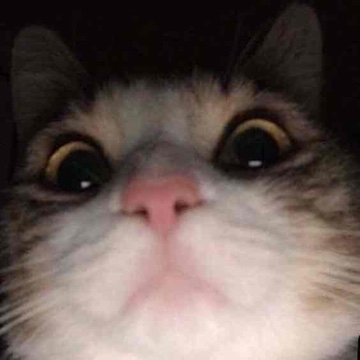 miau's profile