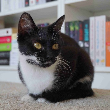_bookish_cat_'s profile