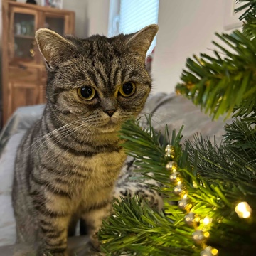 lavieestbelle's profile