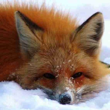 highladyofthemagnificentnorth's profile