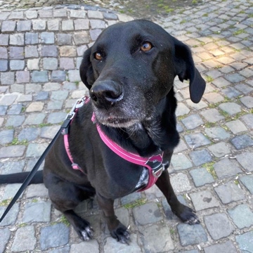 nessawolfsmaedchen's profile
