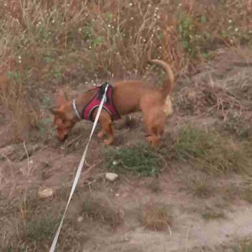 mia_dog.sofi's profile