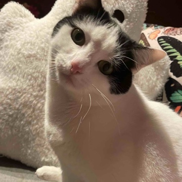 misspseudo's profile