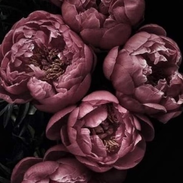 srose0812's profile