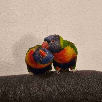 bird's profile