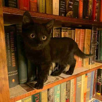 ilovebooksforever's profile