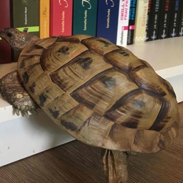 pontosaurusrex's profile