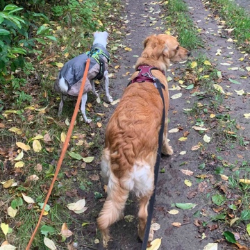 frocksy's profile